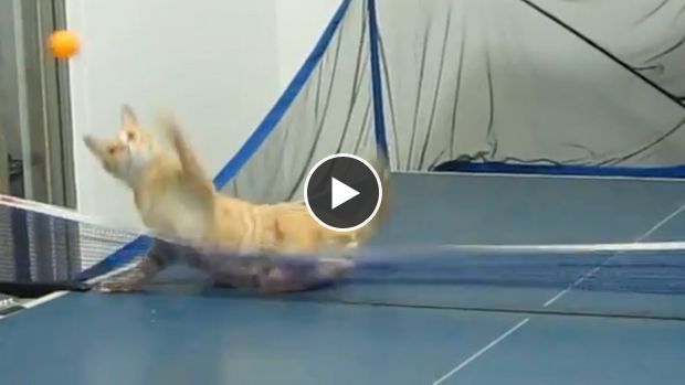 Une partie de ping-pong avec un chat