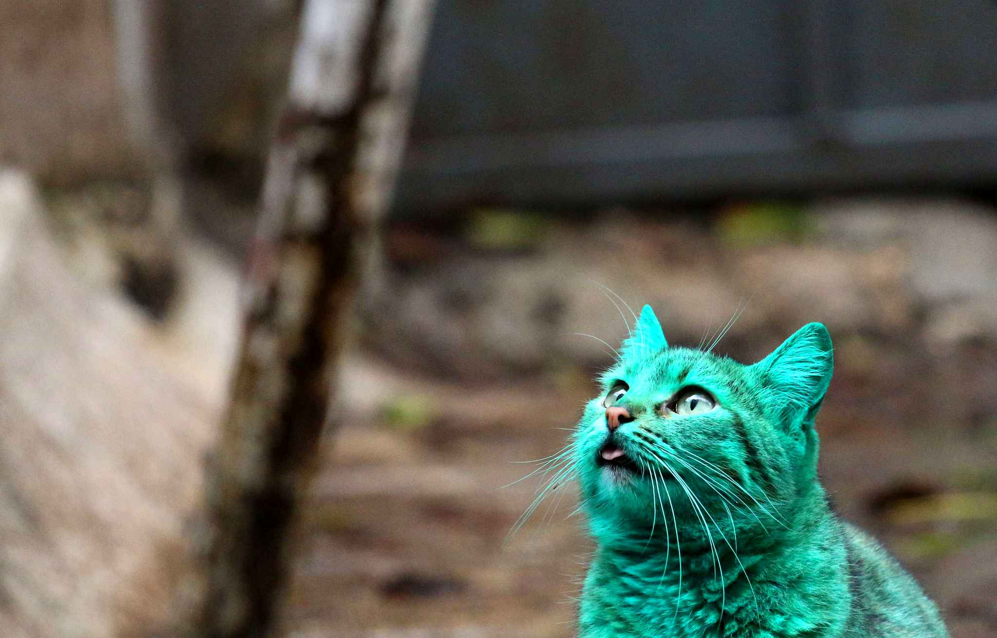 Nous avons trouvé le chat vert de Hulk