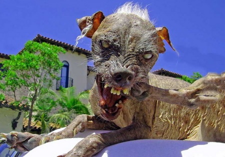 Un chien extraterrestre