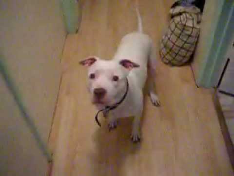 Ce chien n’aime pas les pets!!