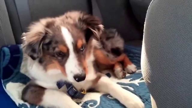 Un chien se réveille sur la chanson « Let It Go »