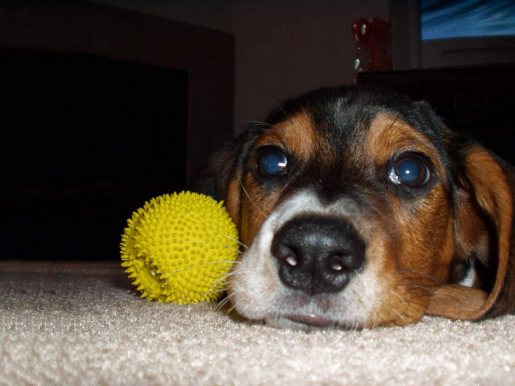 Vidéo Fail : Ne jamais jouer avec son chien à la balle