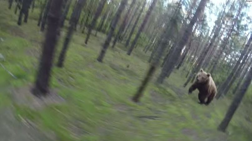 L’attaque d’un ours sur un cycliste