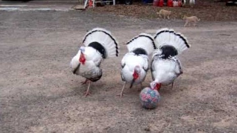 Des dindes jouent au foot