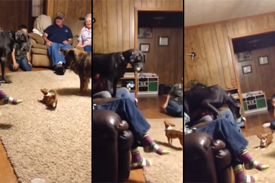 Un dogue allemand est traumatisé par un chihuahua
