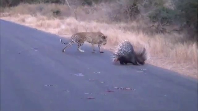 Léopard vs Porc-épic