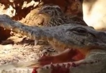 oiseau-curieux-vs-crocodile