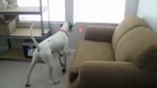 Comme rendre fou votre chien