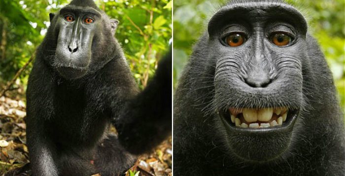 Un singe réanime un autre singe électrocuté