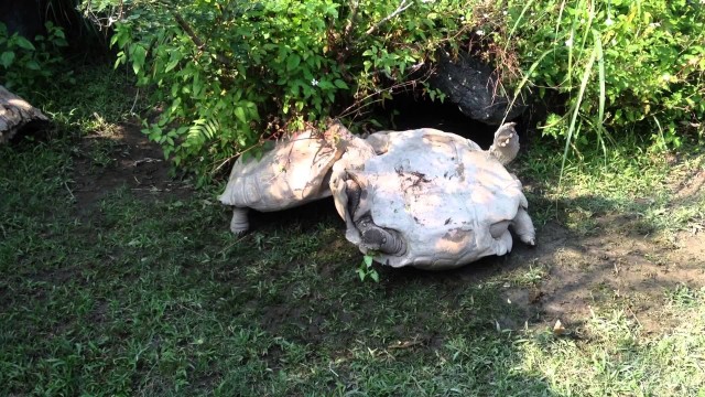 La solidarité entre les tortues existent