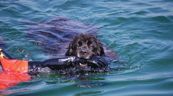 Un chien sauveteur