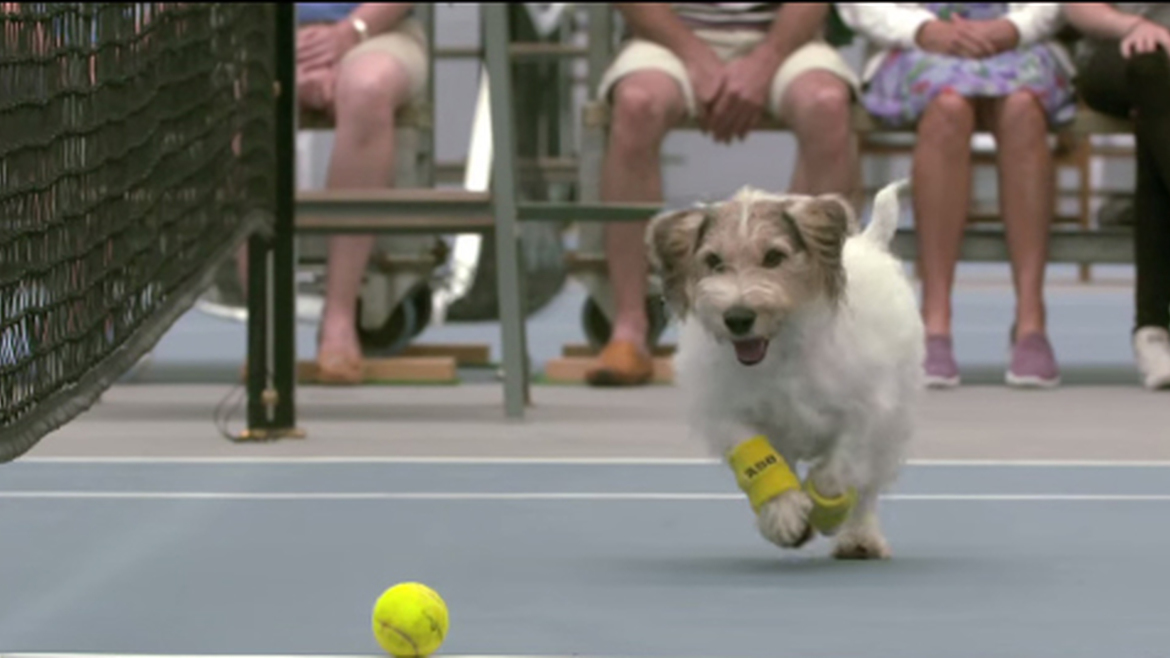 Des chiens ramasseurs de balles sur un court de tennis