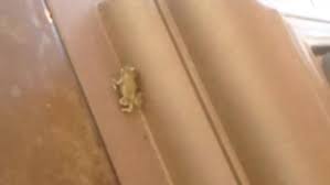 L’histoire de Jimmy la grenouille