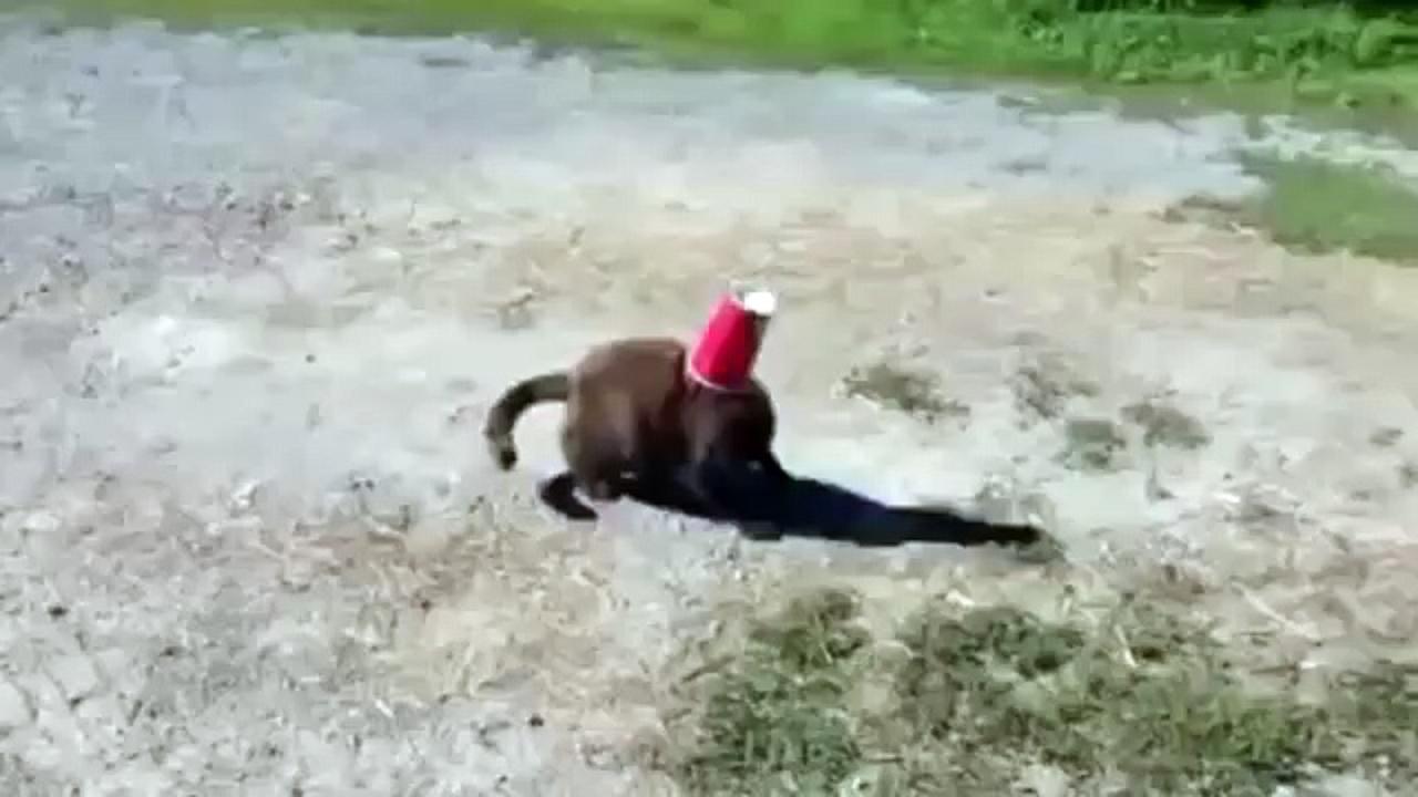 Un chat sauvé par un chien