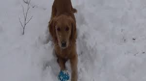 Ce chien ne capte pas ce qui se passe