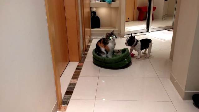 Un petit bouledogue veut récupérer son panier squatté