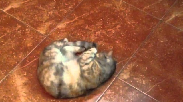 Un chat super excité par les olives