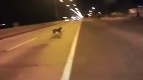 Télétransportation d’un chien pendant une course