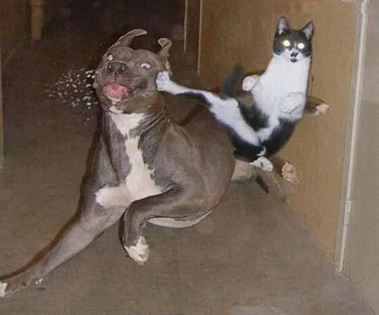 Drôle de chien !! WTF !!