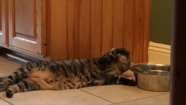 Un chat paresseux boit de l’eau