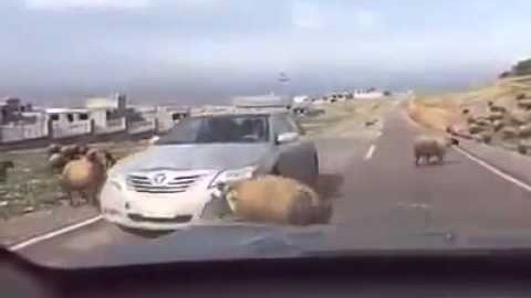 Bélier vs voiture… Qui va gagner ?