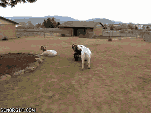Même les chèvres s’amusent…