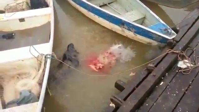 Nourrir des Piranhas dans une rivière au Brésil, attention c’est flippant!