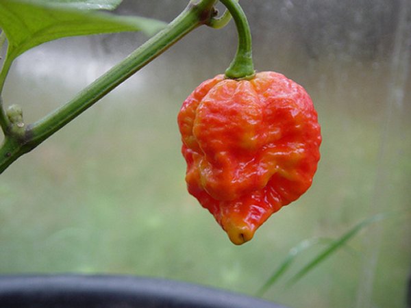 Cette femme va manger 15 piments, les plus forts du monde!