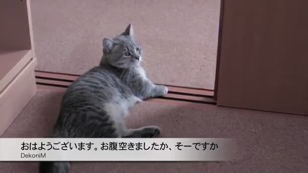 Un chat trop mignon supplie avec ses pattes…