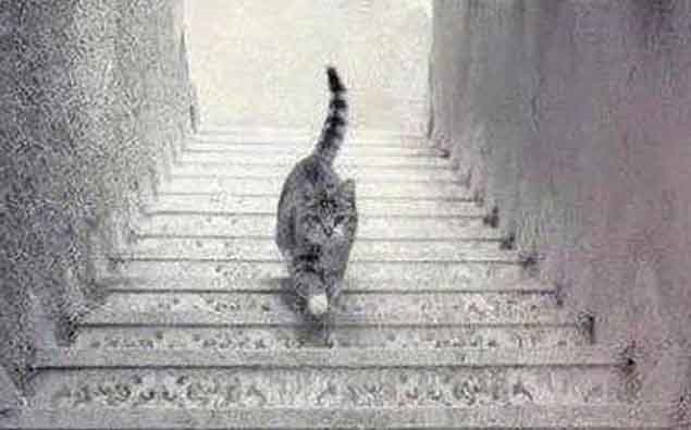 Selon vous, ce chat monte ou descend les escaliers ?