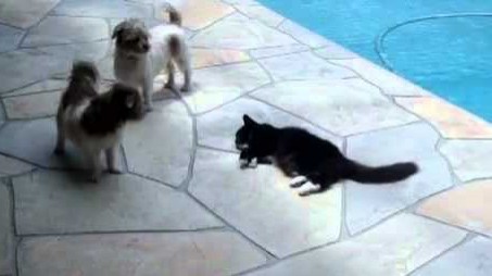 Chat Vs chien au bord d’une piscine…