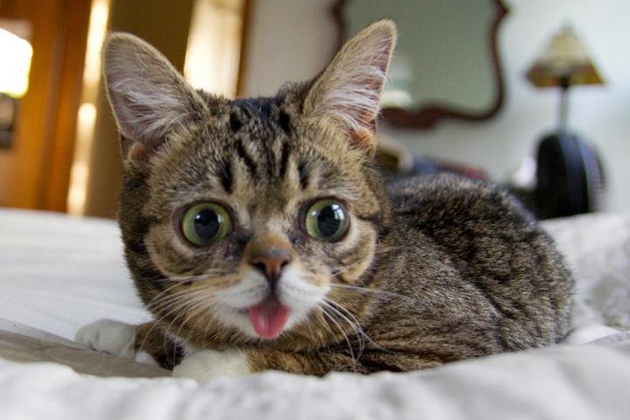 Le chat le plus mignon du monde est ici ! Et en plus il mange avec des baguettes…