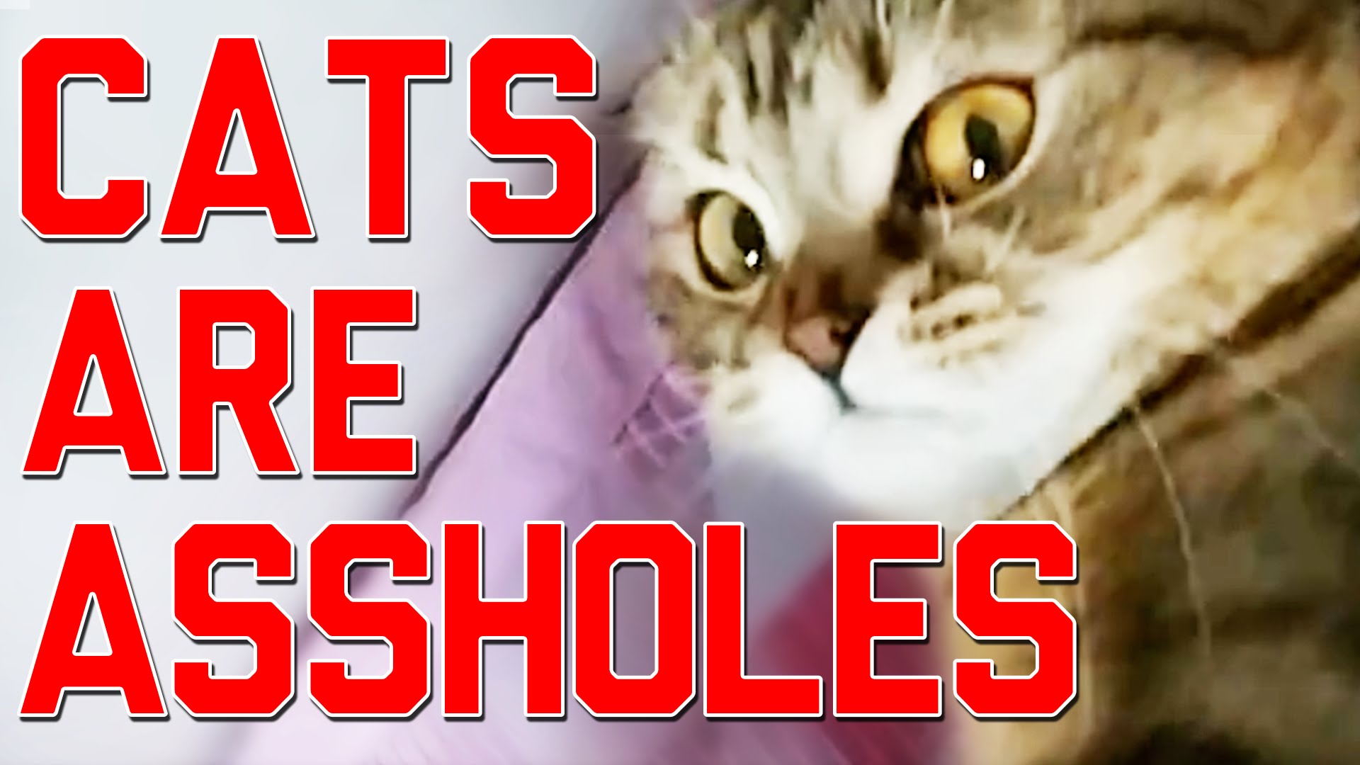 Les chats sont des êtres méchants et vicieux, la preuve avec cette compilation…