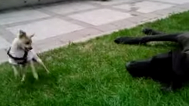 Chihuahua Vs un immense Grand danois…