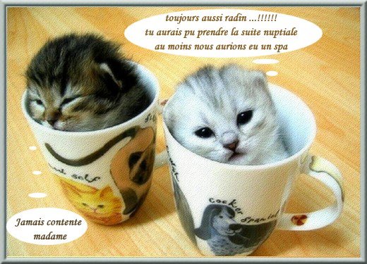 Le vrai paradis des chats !!