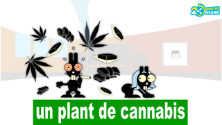Maurice : Cannabis