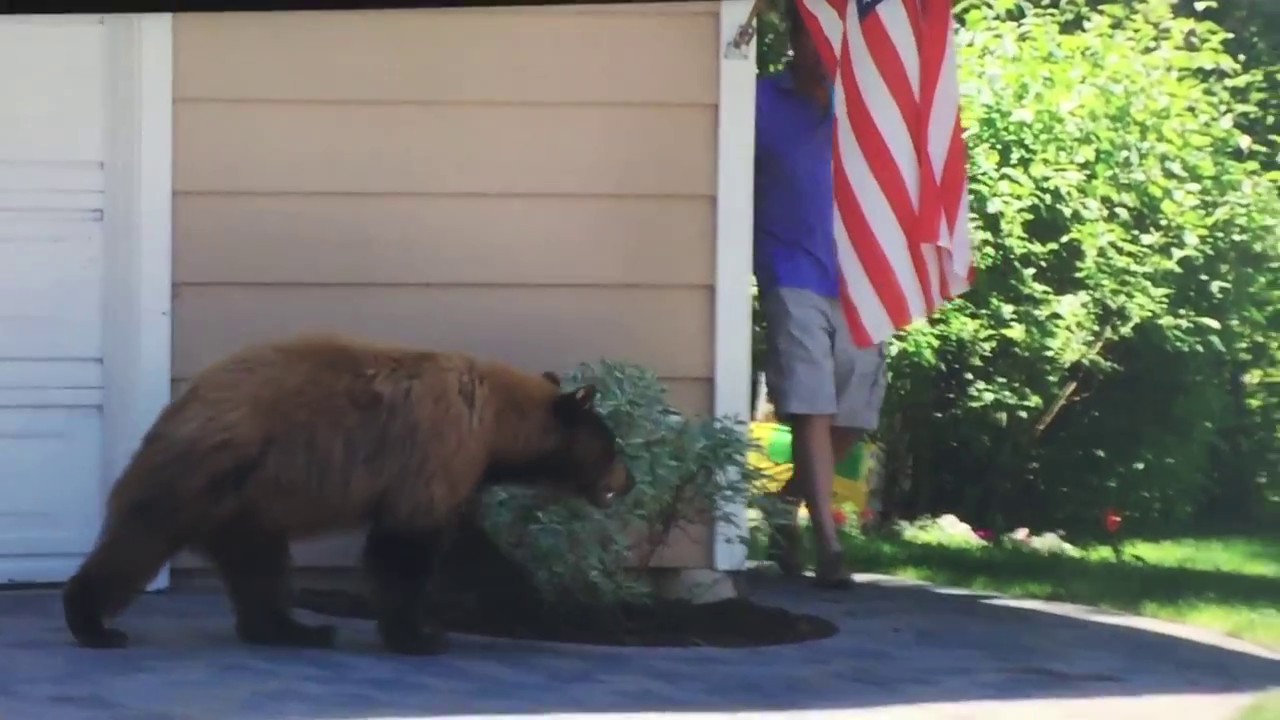 Ours Vs humain… Devinez qui a peur de l’autre…