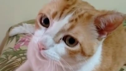 « Si tu as la joie au cœur frappe de mains » en duo avec un chat…