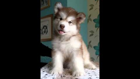 Le chiot le plus adorable du monde, est confus en entendant des drôles de bruits !