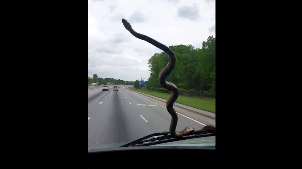 Un routier filme un serpent sur son pare-brise