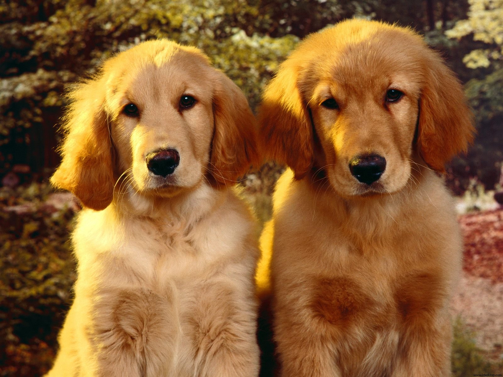 2 golden retrievers, 1 balle de tennis, c’est le drame !!