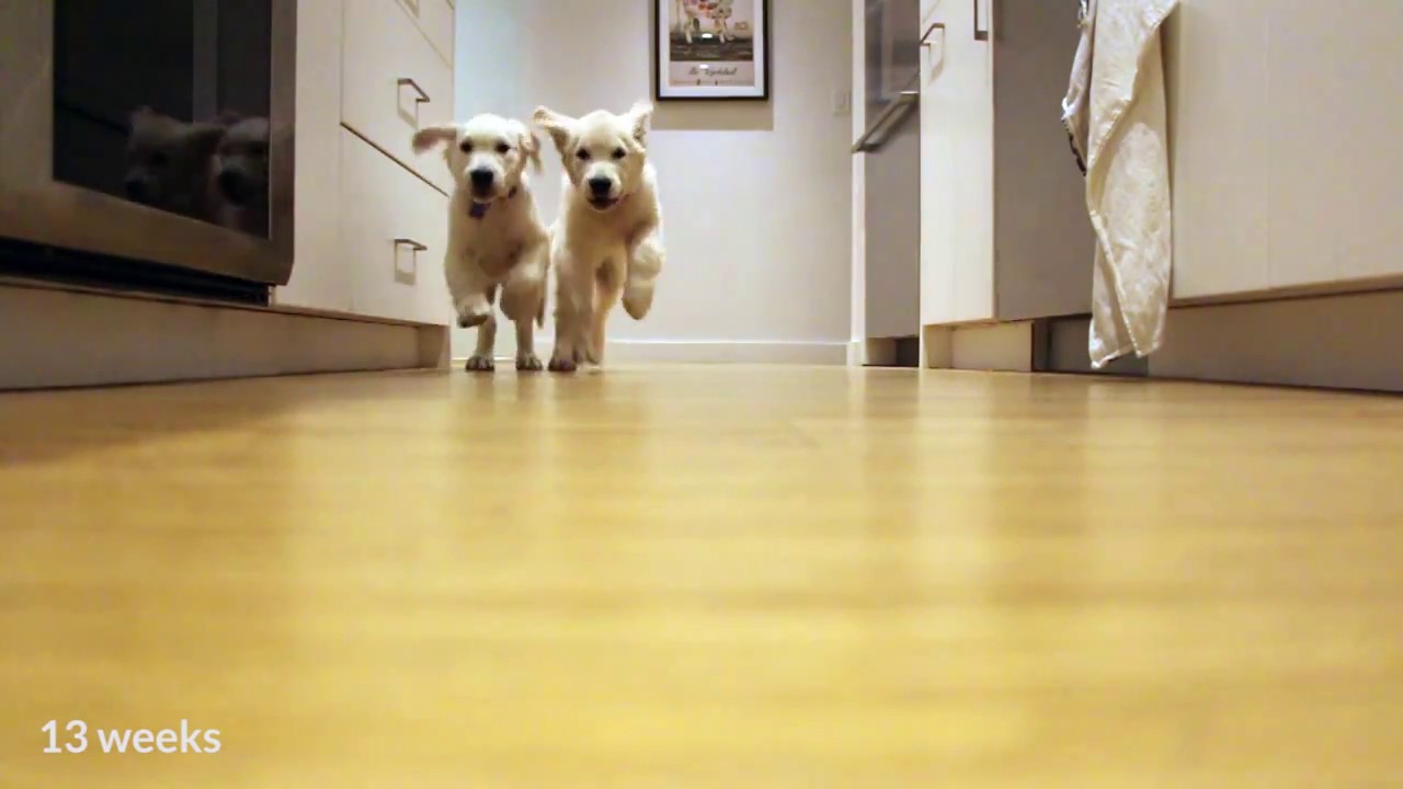Pendant 9 mois, un maitre filme ses Golden Retriever courir vers leur gamelle…