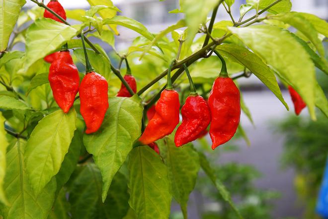 Ce jeune garçon va relever le défi de manger le piment le plus fort du monde…