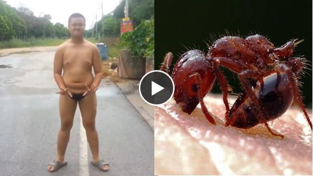 Mettre des fourmis rouges dans son slip, juste pour le fun…