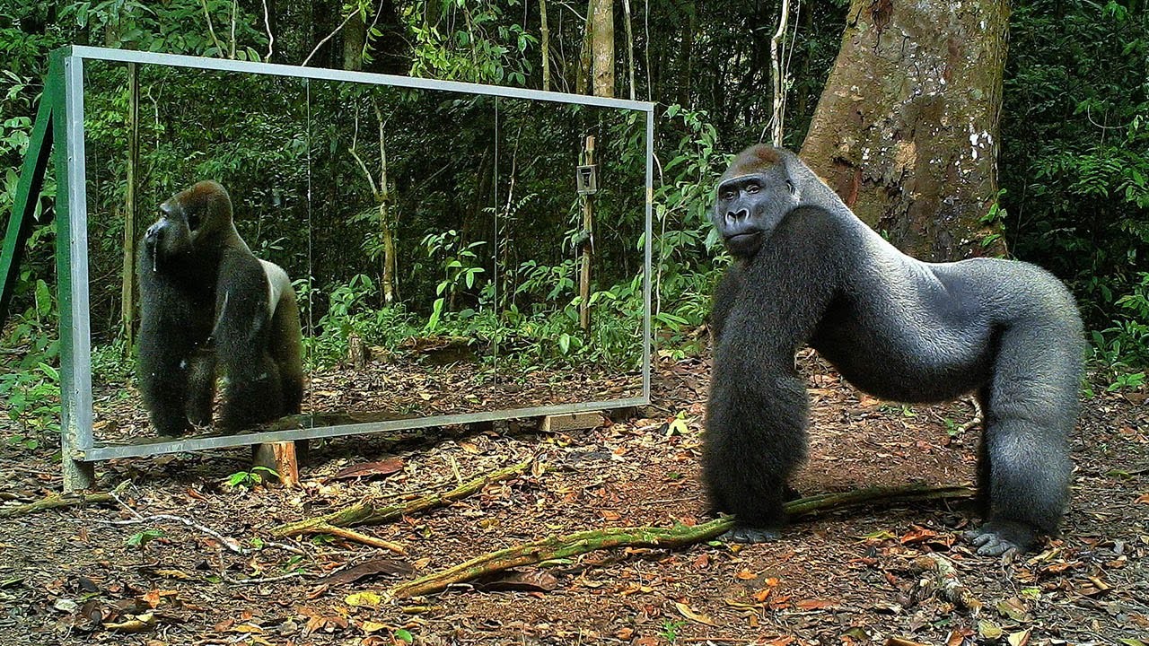 La réaction magique d’animaux sauvages face à un miroir