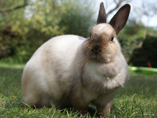 Une lapine contre un serpent