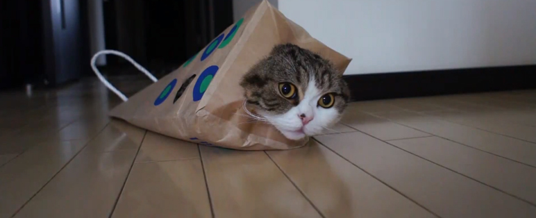 Maru, le chat qui est fan des emballages de bières