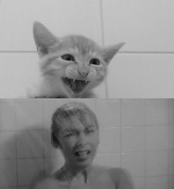 Psychose rejouée par un chat