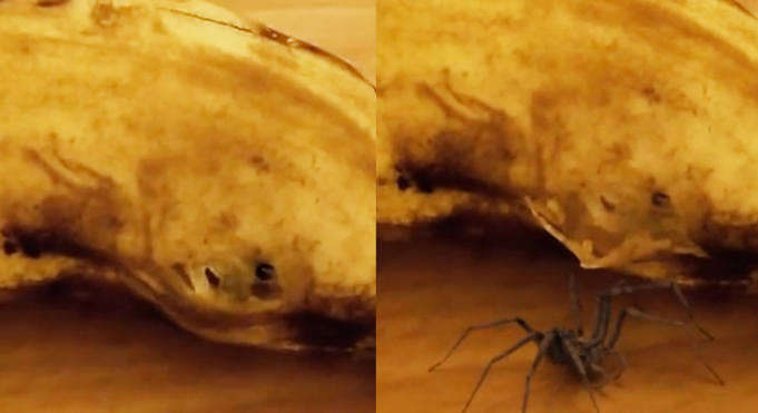 Une invitée surprise dans une banane…