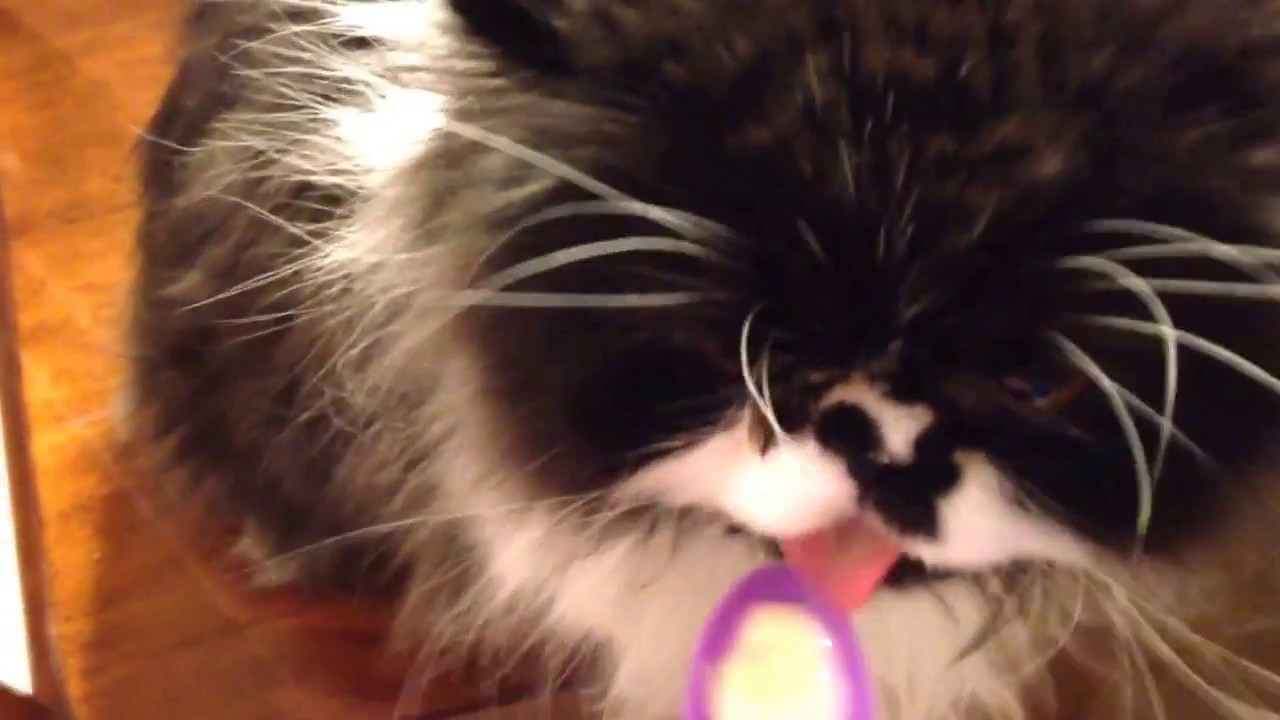Un chat découvre que la crème glacée, c’est froid…